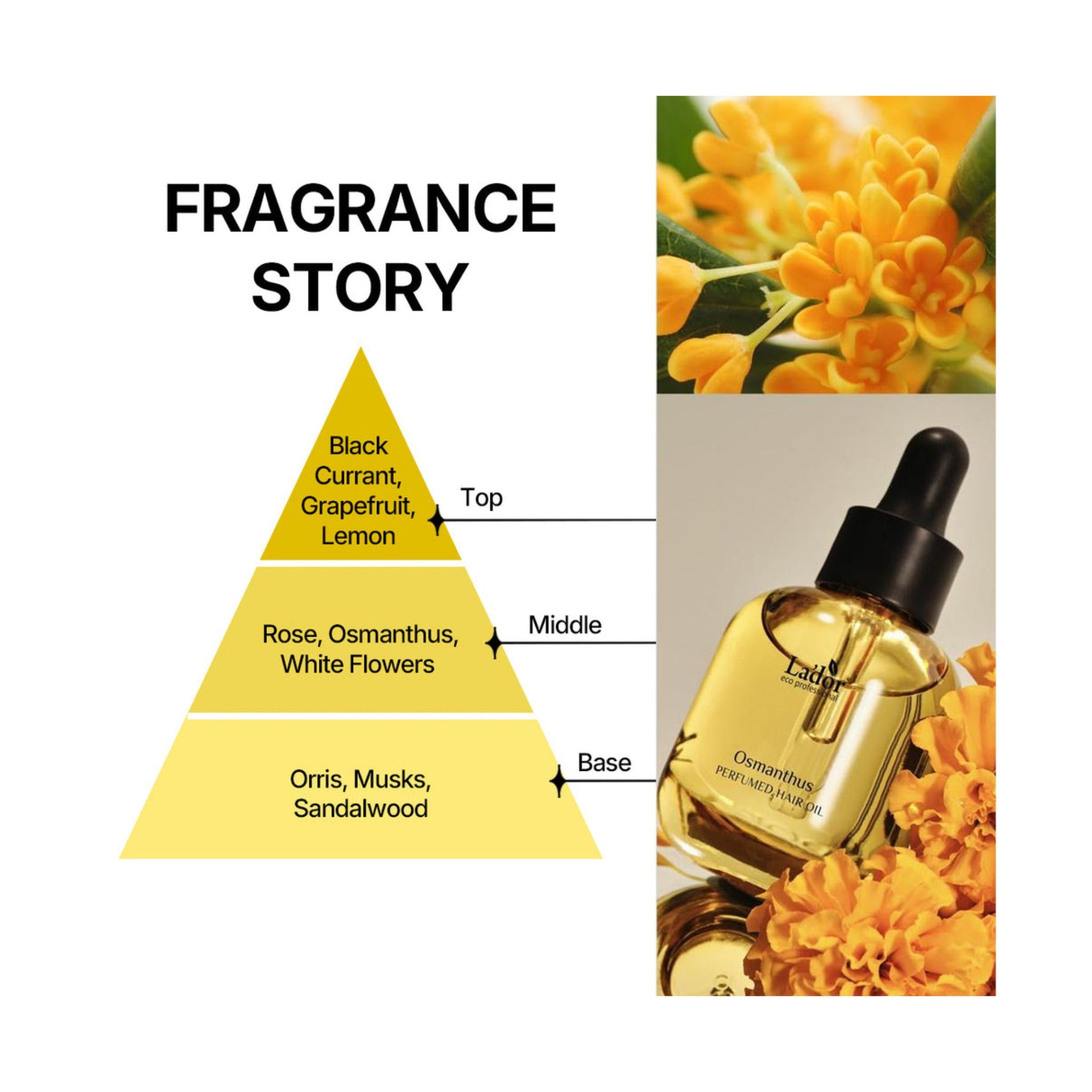 Piramida notelor Lador Perfumed Hair Oil Osmanthus